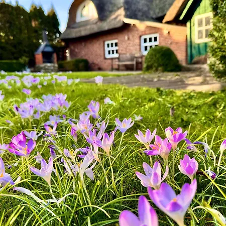 Holiday home 1100 - Reetdachhaus In Grube